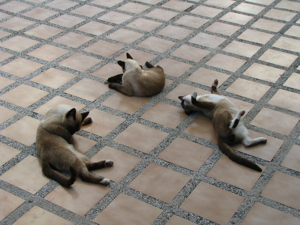 Cats on Ko Tao