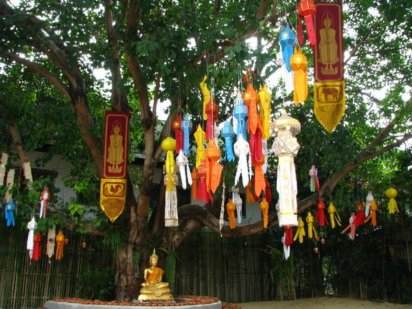 Tree at Temple
