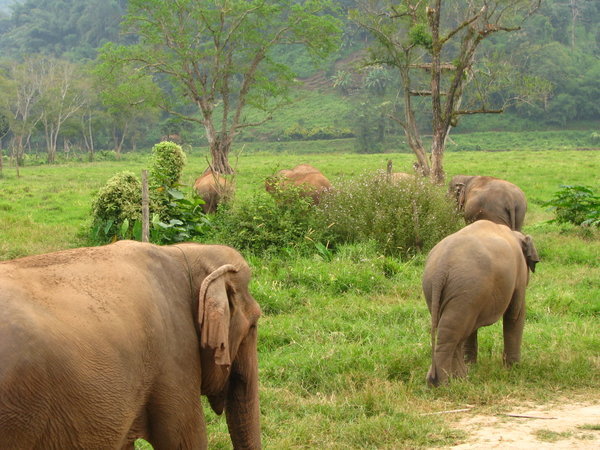 March of the Elephants