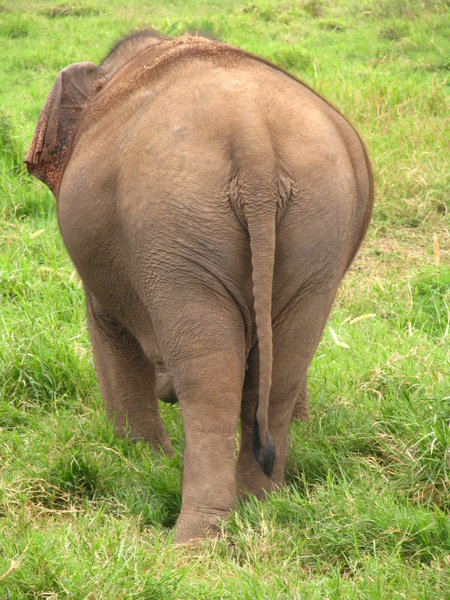 Does my Bum Look Big in this?