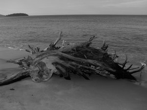 Driftwood