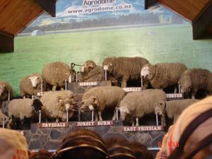 19 Breeds of Sheep