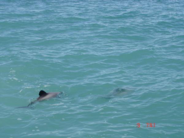 The Elusive Hectors Dolphins