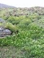example of alpine mosses