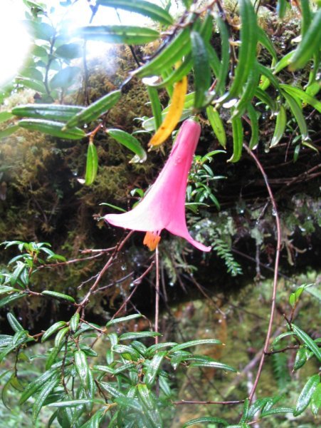 bell flower, park pumalin
