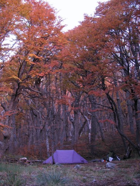 camping in the coigue (beech) forest