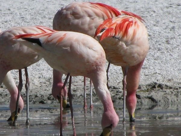 flamingos at 4500m