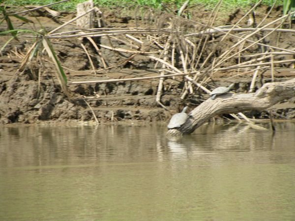 turtles basking on the river