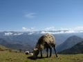 high altitude sheep