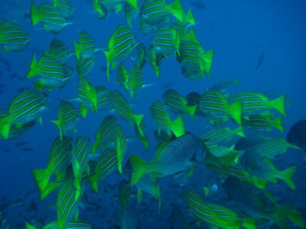 galapagos - schools of fish