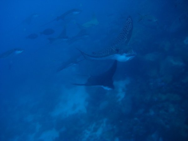 galapagos - eagle rays in squadron
