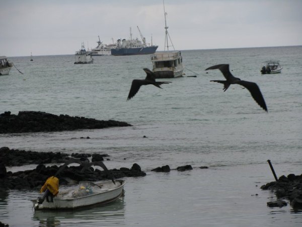 galapagos - frigate birds