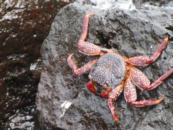 galapagos - colourfull crab