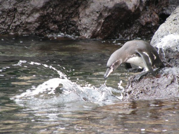 galapagos - penguins off floriana