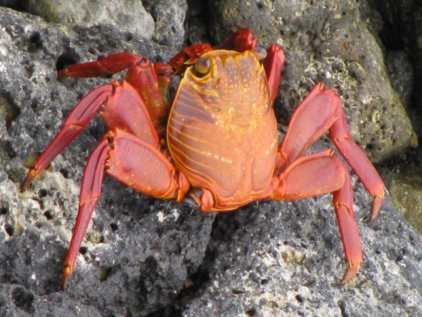 galapagos - crab | Photo