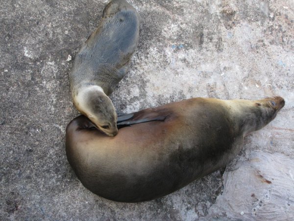 galapagos - suckling sea lion on cristobel