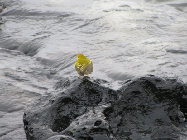 galapagos - yellow bird