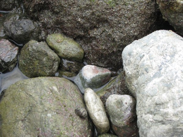 baby moray eels in rock pools