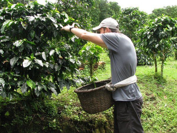 nothing quite like picking your own coffee