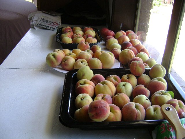 Peaches off our peach tree.