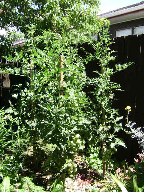 My tomato plants are off to heaven.