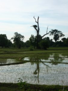 Don Det rice paddies