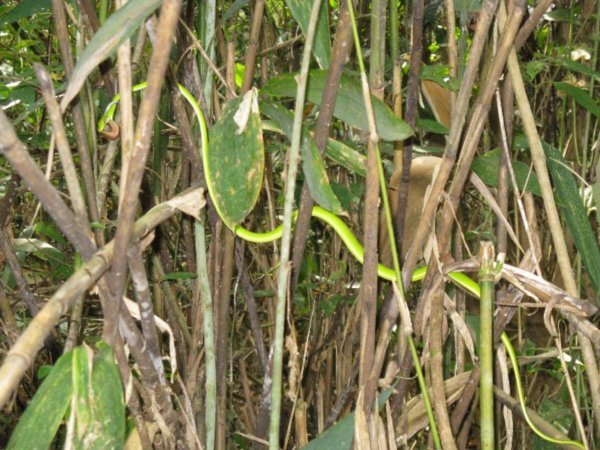 bamboo snake