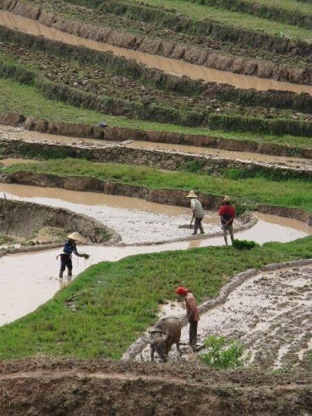 Farmers working rice fields