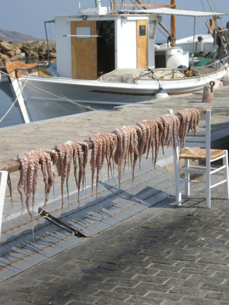 Octopus drying in the sunshine