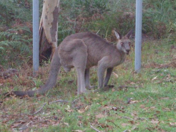 my first kangaroo
