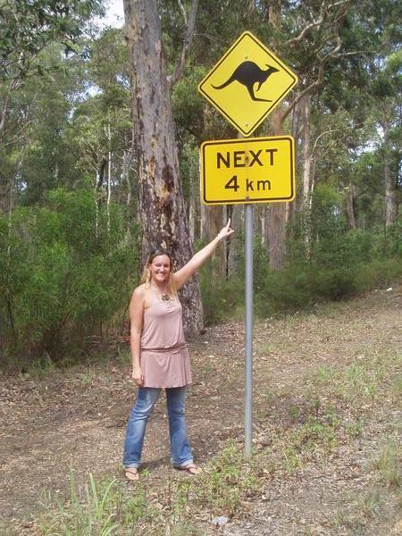 you can see lots of kangaroos in Jervis Bay