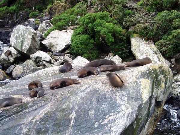 seals having a sleep in milford sound