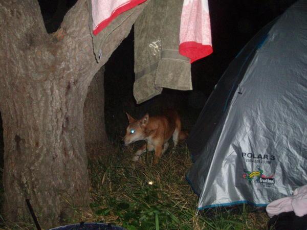 scary dingo looking for food | Photo