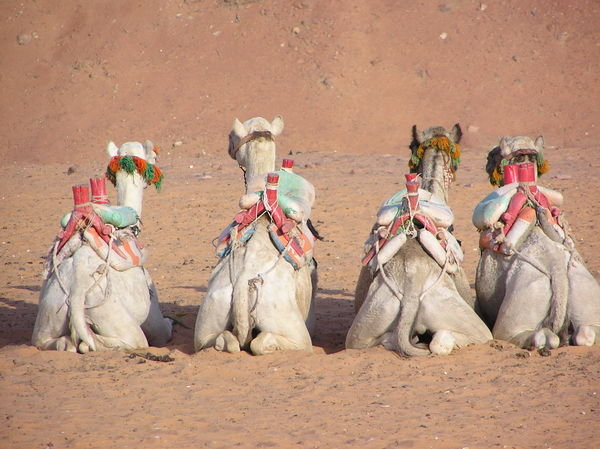 Camels Waiting for Tourists
