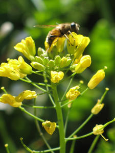 A bee enjoying the sun and pollen