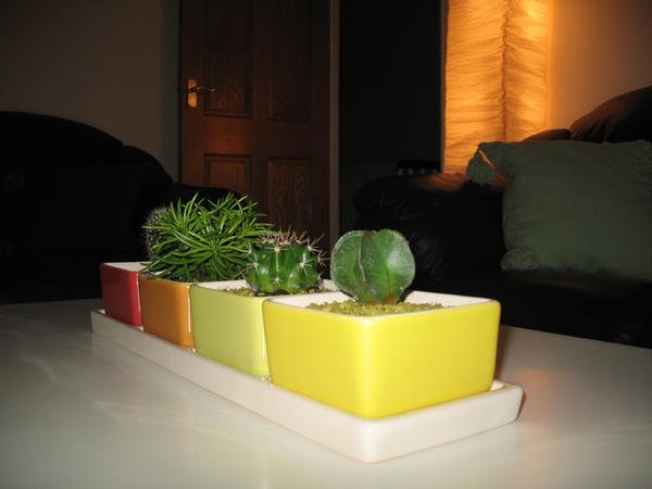 Cactus pots aka funky dip bowls!