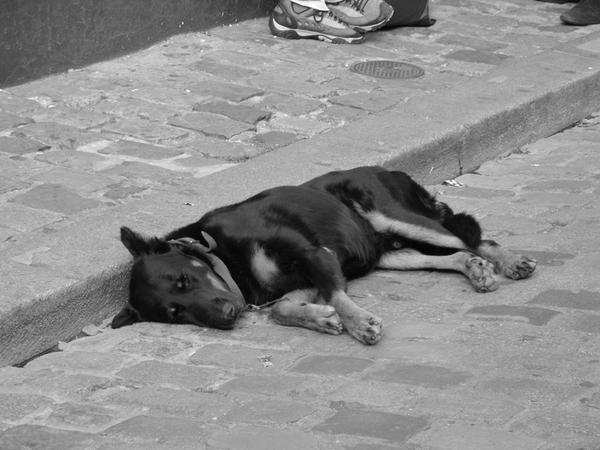 Sleepin dog in Montmartre