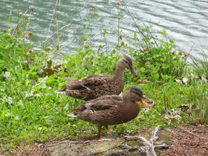 Some french ducks...