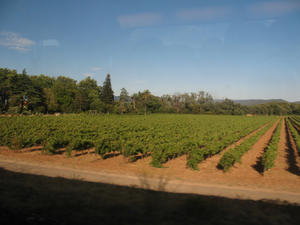 French vineyards from the train