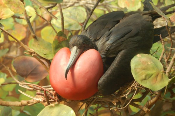 Male Frigate bird