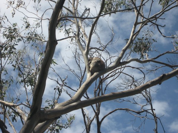 Lazy Lazy Koala