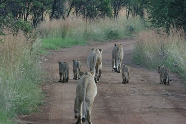 lions leaving