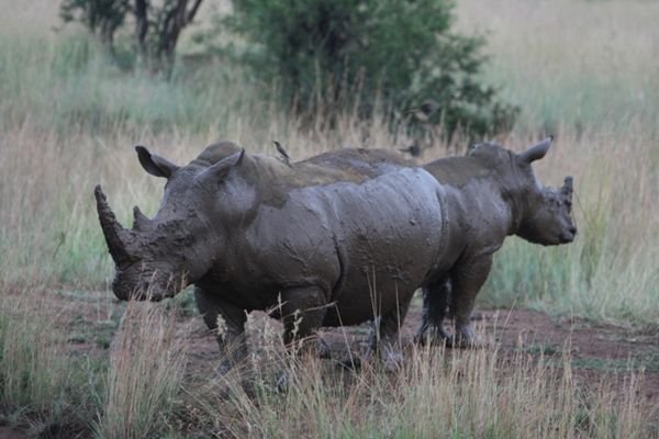 Rhino Mud Bath