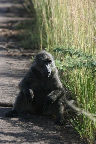 Mama Baboon takes a load off