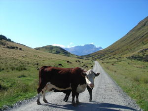 Cows here are pretty stupid and think they own the road