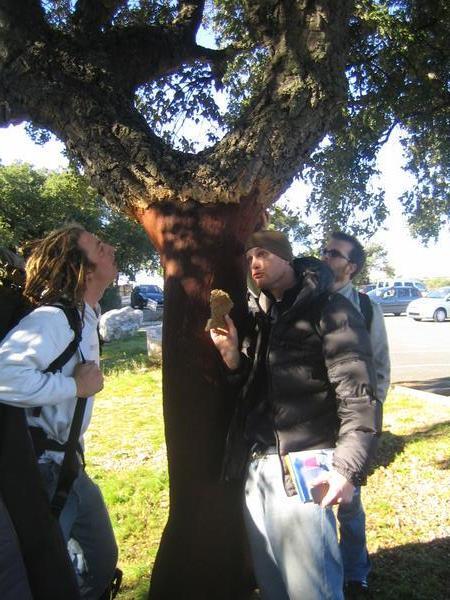 Checkin out the cork tree