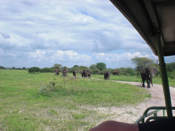 first encounter with elephants