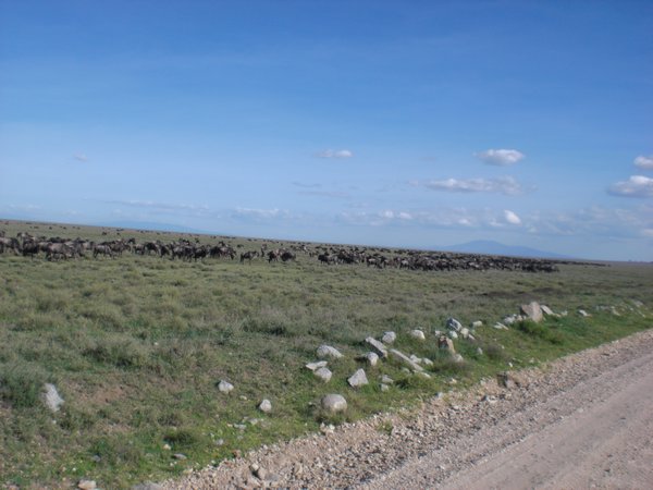herd of wildebeests