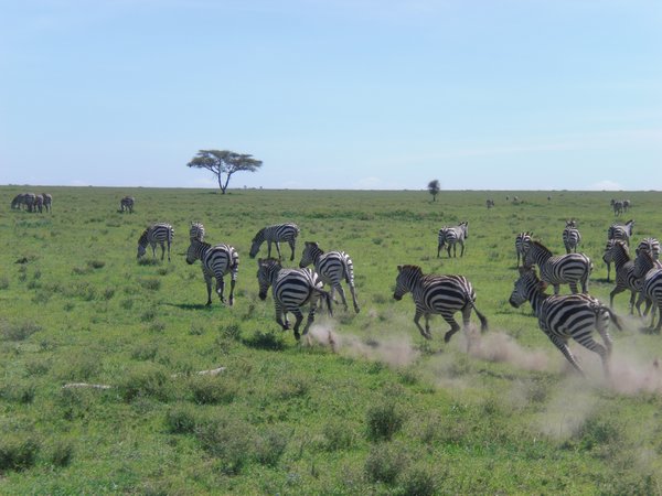beautiful zebras everywhere