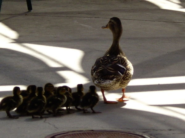 Mother duck & ducklings
